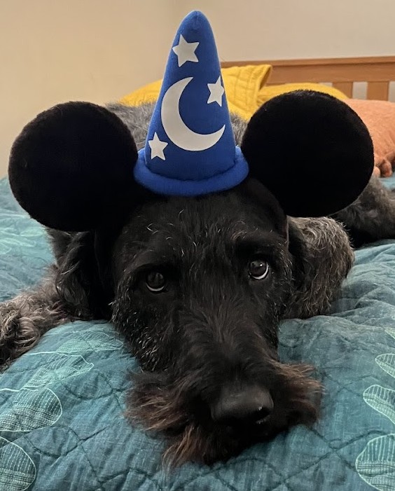 Nyx staring at the camera, while laying on the bed and wearing a wizard Mickey Mouse headband